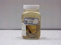 藏品(灰盲條魚)的圖片